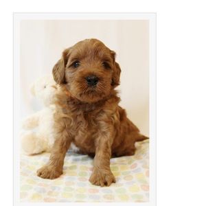 Meet your Posher, Alexandra